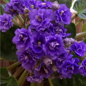 African Violet Energies